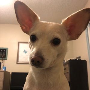 Meet your Posher, Jacob